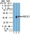 RANBP2-Type And C3HC4-Type Zinc Finger Containing 1 antibody, NBP2-27105, Novus Biologicals, Western Blot image 