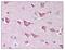 NLR Family CARD Domain Containing 4 antibody, AP07715PU-N, Origene, Immunohistochemistry paraffin image 