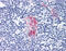 CD1d Molecule antibody, 51-335, ProSci, Immunohistochemistry frozen image 