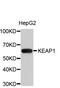 Kelch Like ECH Associated Protein 1 antibody, MBS127570, MyBioSource, Western Blot image 