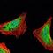 Ataxin 1 antibody, MA5-15735, Invitrogen Antibodies, Immunofluorescence image 