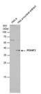 POU Class 4 Homeobox 3 antibody, PA5-78116, Invitrogen Antibodies, Western Blot image 