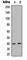 AKT1 Substrate 1 antibody, abx121834, Abbexa, Western Blot image 