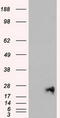 Neurogenin 1 antibody, TA500306, Origene, Western Blot image 