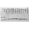 p38 antibody, 56450, QED Bioscience, Western Blot image 