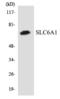 Peroxisomal Biogenesis Factor 11 Beta antibody, orb314650, Biorbyt, Western Blot image 
