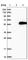 Dihydrolipoamide Branched Chain Transacylase E2 antibody, HPA026533, Atlas Antibodies, Western Blot image 