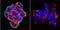 Syntrophin Beta 2 antibody, GTX11425, GeneTex, Immunocytochemistry image 