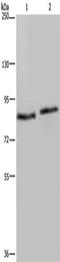 Integrin Subunit Beta 2 antibody, CSB-PA877324, Cusabio, Western Blot image 