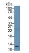 C-X-C Motif Chemokine Ligand 12 antibody, MBS2028095, MyBioSource, Western Blot image 