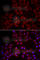 C-C Motif Chemokine Ligand 25 antibody, A6543, ABclonal Technology, Immunofluorescence image 