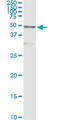 Cathepsin D antibody, LS-B6075, Lifespan Biosciences, Immunoprecipitation image 