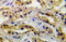 Kinase Insert Domain Receptor antibody, AP20910PU-N, Origene, Immunohistochemistry frozen image 