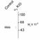 Gamma-Aminobutyric Acid Type A Receptor Alpha2 Subunit antibody, GTX48611, GeneTex, Western Blot image 