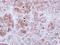 Atlastin-1 antibody, NBP1-31714, Novus Biologicals, Immunohistochemistry frozen image 