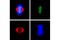 Centromere Protein A antibody, 2187S, Cell Signaling Technology, Immunofluorescence image 