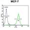 Transmembrane Protein 266 antibody, abx025921, Abbexa, Western Blot image 