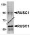 RUN And SH3 Domain Containing 1 antibody, 5411, ProSci, Western Blot image 