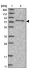 Synaptotagmin Like 5 antibody, NBP1-90926, Novus Biologicals, Western Blot image 