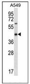 Olfactory Receptor Family 51 Subfamily S Member 1 antibody, AP53074PU-N, Origene, Western Blot image 