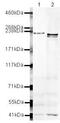 ATP Binding Cassette Subfamily C Member 4 antibody, PA5-19596, Invitrogen Antibodies, Western Blot image 