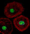 Heterogeneous Nuclear Ribonucleoprotein A/B antibody, A07146-1, Boster Biological Technology, Immunofluorescence image 