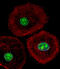 Heterogeneous nuclear ribonucleoprotein A/B antibody, A07146-1, Boster Biological Technology, Immunofluorescence image 