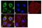 Inositol 1,4,5-Trisphosphate Receptor Type 1 antibody, GTX82887, GeneTex, Immunocytochemistry image 