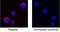 Interleukin 5 antibody, AF1964, R&D Systems, Western Blot image 