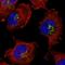 Pleckstrin Homology Domain Containing A3 antibody, HPA034497, Atlas Antibodies, Immunofluorescence image 