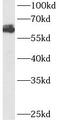 Atg14L antibody, FNab00805, FineTest, Western Blot image 