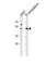 Solute Carrier Family 25 Member 25 antibody, abx034936, Abbexa, Western Blot image 