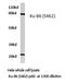 X-Ray Repair Cross Complementing 5 antibody, LS-C177139, Lifespan Biosciences, Western Blot image 