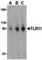TLR11 antibody, orb74540, Biorbyt, Western Blot image 
