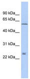 Claudin 15 antibody, TA334208, Origene, Western Blot image 