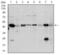 Argininosuccinate Synthase 1 antibody, GTX60552, GeneTex, Western Blot image 