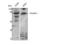 EPS8 Like 2 antibody, STJ92964, St John