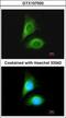 Serine/threonine-protein kinase 24 antibody, GTX107500, GeneTex, Immunocytochemistry image 