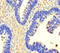 Ubiquitin carboxyl-terminal hydrolase 3 antibody, LS-C398136, Lifespan Biosciences, Immunohistochemistry paraffin image 