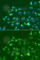 Activating Transcription Factor 3 antibody, A1852, ABclonal Technology, Immunofluorescence image 