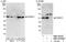 Proteasome 26S Subunit, Non-ATPase 11 antibody, NBP1-46192, Novus Biologicals, Western Blot image 