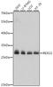 RNA Exonuclease 2 antibody, A10835, Boster Biological Technology, Western Blot image 