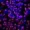 HNF1 Homeobox B antibody, AF3330, R&D Systems, Immunocytochemistry image 