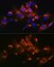 Perilipin 2 antibody, GTX54569, GeneTex, Immunocytochemistry image 