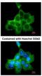 Dedicator Of Cytokinesis 1 antibody, NBP1-30945, Novus Biologicals, Immunofluorescence image 