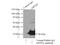 Glutathione S-Transferase Omega 1 antibody, 15124-1-AP, Proteintech Group, Immunoprecipitation image 