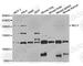 Lysine Methyltransferase 2E antibody, A6142, ABclonal Technology, Western Blot image 