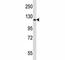 EPH Receptor A2 antibody, F44011-0.4ML, NSJ Bioreagents, Western Blot image 