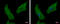 Actin Related Protein 1B antibody, GTX115347, GeneTex, Immunofluorescence image 