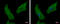 Beta-centractin antibody, GTX115347, GeneTex, Immunofluorescence image 